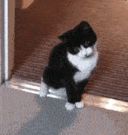 catgif-06.gif.11ae7ef787a0cc5de8b83406128c1901.gif