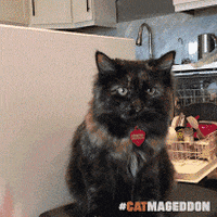 cathighfive.gif.33f39d9469ad6b438d2da5c0cc2cb5ab.gif
