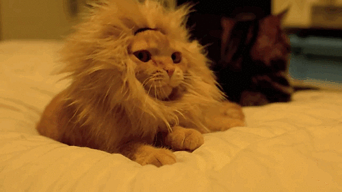 catking.gif.111ec860676d3fdf70390fa852de9c44.gif