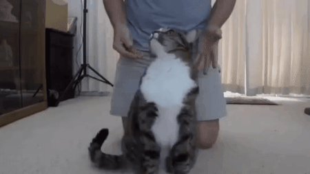 cattrustfall.gif.d6e36513dbb700bd423d05c5b67eb89b.gif