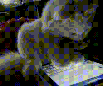 cutenessoverload.gif.feeffd720aad5f7afc416b2f173a7333.gif