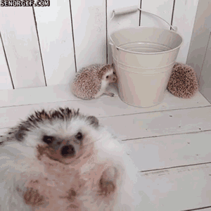 e7991aa1fc1f4fd2f6046b67c5bc1448.gif.24d7a5dac37640c2ffe7fa59d680e56d.gif