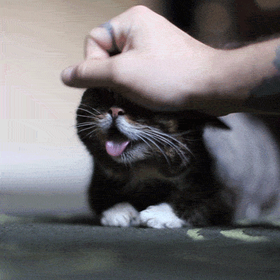 funny-cat-gif-5.gif.8fca84d3872c56ce43f645c7df28f7df.gif