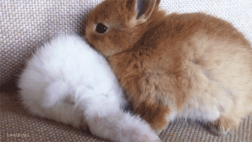 giphy-2.gif.609ee5231fd9dd1d2a0ef4ead47f4c81.gif