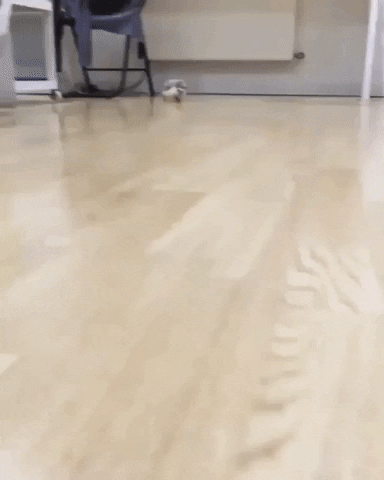 giphy-2.gif.acee794e85b68110e7e39b867943f3fe.gif