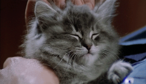 hillary-clinton-watches-cat-gifs-to-relax.gif.f8433e228eb81b896ce09f4307ff54ac.gif