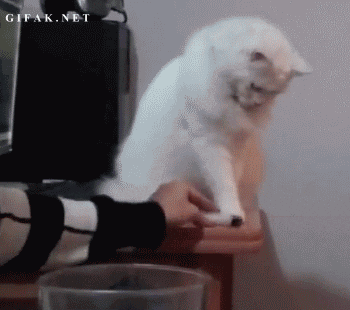 mefwmul.gif.de2d8a69e26ddc8120dc121a8ca36f0c.gif