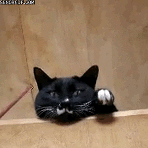 raisehand.gif.273ca7a0a3e42255b65b00c5c4007e5d.gif
