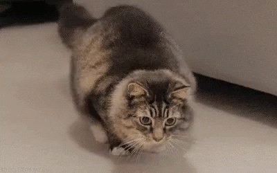 shakeshakecat.gif.9f00f5aeca056def10f0dc3fe7519fca.gif