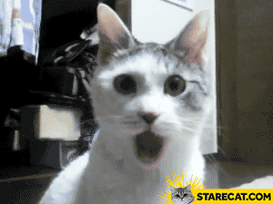shocked-cat-animation.gif.80c0120afafd591d3ddee128c642801c.gif