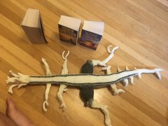 Whitespine (bottom view)