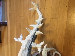 Whitespine (back side view)