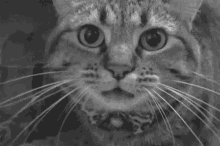 tenor.gif.00cc2e171d018683451eded056e2040c.gif
