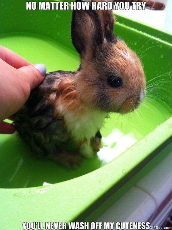 5f85e01b43932_Cutebunnymeme.png.e85e94ee47bd431c6c06fd9158a0904c.png