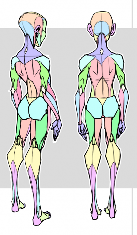 5f95ac8423aab_Anatomy-Back.thumb.png.09ee4a7bf7e56f04e96e80ac73167f9f.png