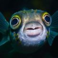 I Am A Fish