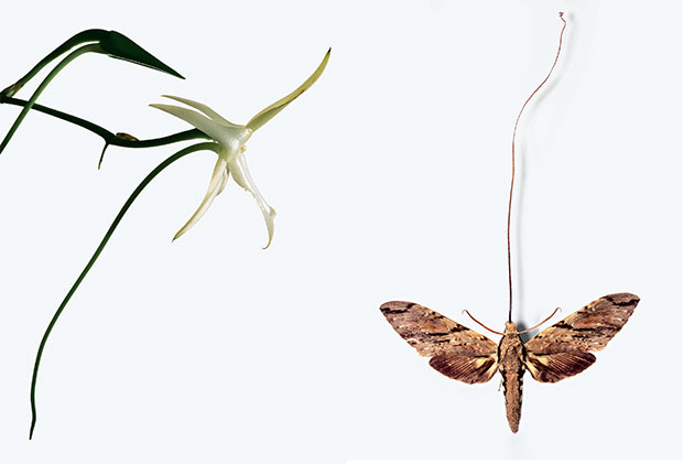darwins_moth.jpg.bb1a1cfb61b27fb2bbfda80a63e6362c.jpg