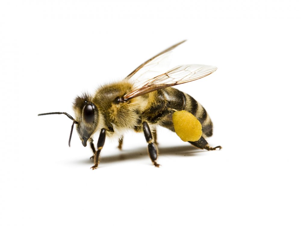 honey-bee.thumb.jpg.323f65001645a85a856ffe8710c30416.jpg