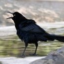 Daycrow