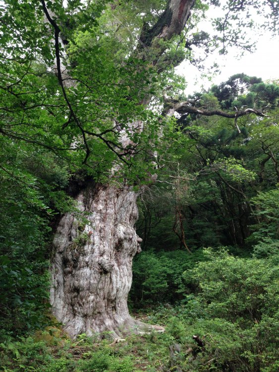 5fc6d878270c8_7000yearoldtree.thumb.jpg.2836d3f47dbbe242b8c1f30e2e5b9c31.jpg