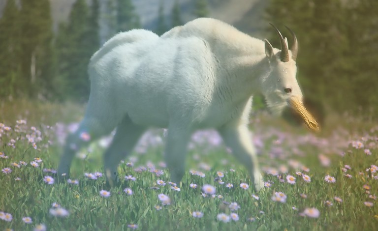 5fd8d192a22b8_Manlygoat(theduck).jpg.f4301082a7cadd43262fb0f74599c7e9.jpg