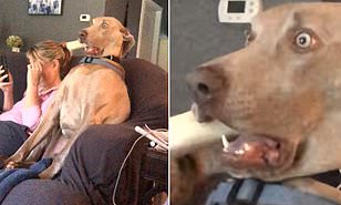 dog.jpg.ba0e67532bbbebbe0cc487fbbf4bcf35.jpg