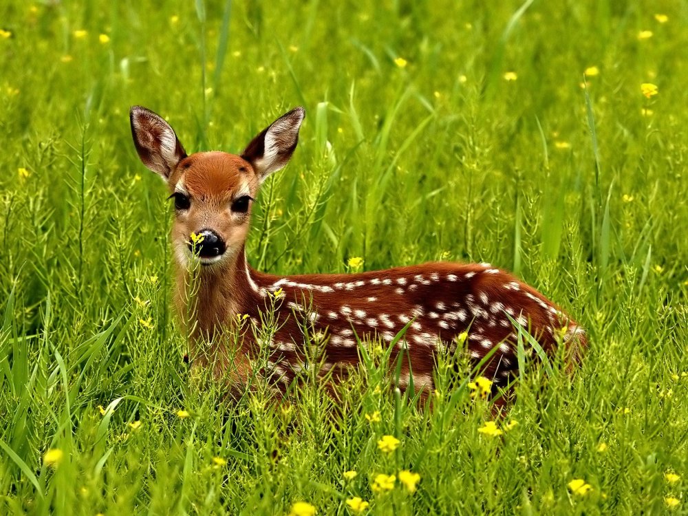sika_deer_japanese_deer.thumb.jpg.c5bbd61c3c54a3bfc0880080051ad9a5.jpg