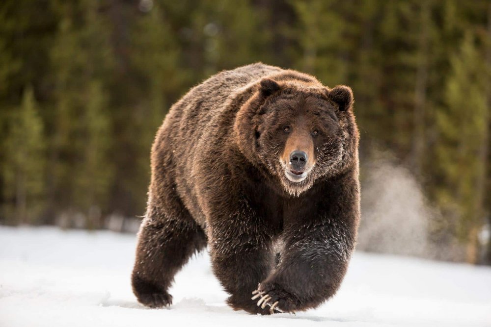 05-grizzly-bear-yellowstone.ngsversion.1588795422339.adapt_1900.1.thumb.jpg.933766aeae2a85402c2eb658024d2020.jpg