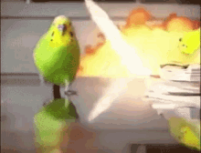 birbboom.gif.b617a6cdd516bcfec755bb5e834b5a35.gif