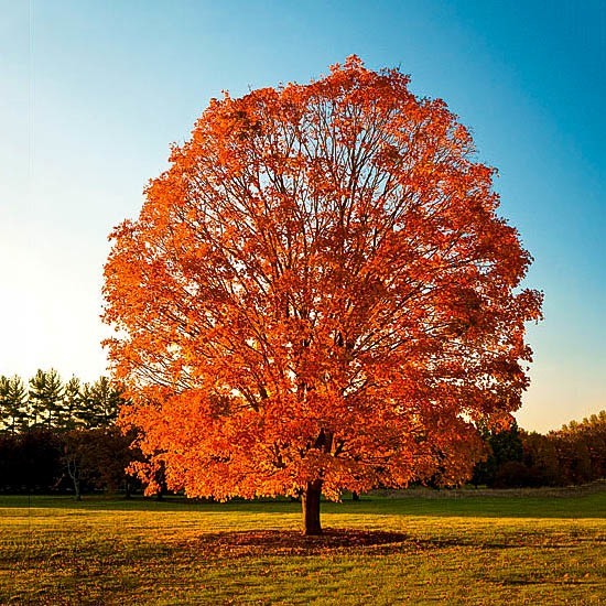 sugar-maple-1.jpg.d9b7e3fe1f255df3730301626acf1ccd.jpg