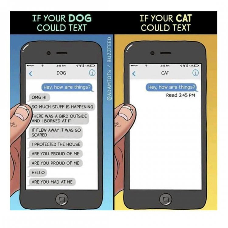 dogs1.jpg