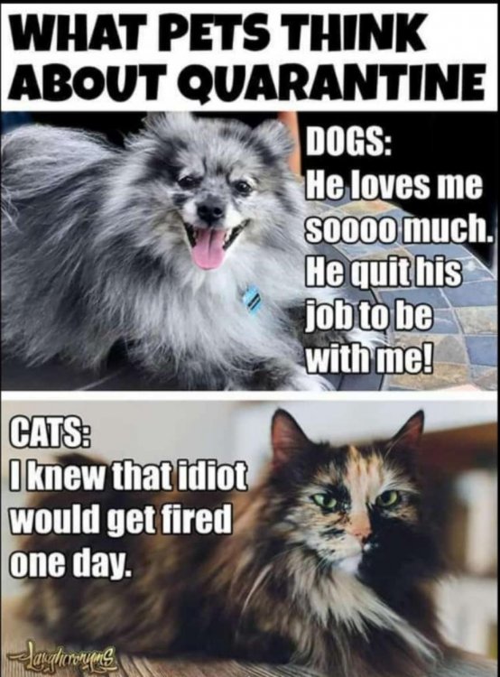 dogvscat.jpg