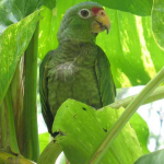Green chicken