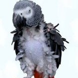 AirsickAviar