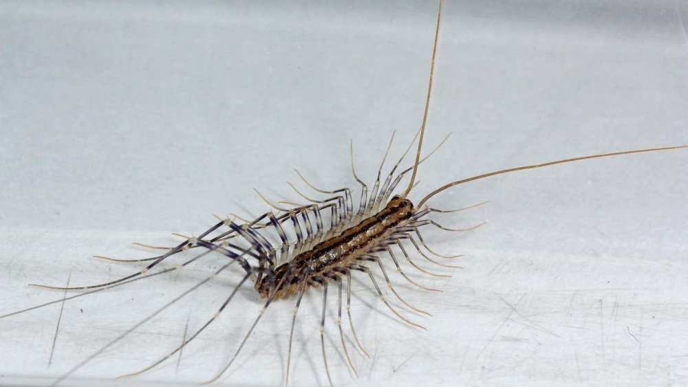 HGIC_insects_housecentipede_16x9.thumb.jpg.deefef8406410ad98cd5aeccb46d6713.jpg