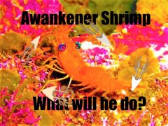 AWAKENERSHRIMP