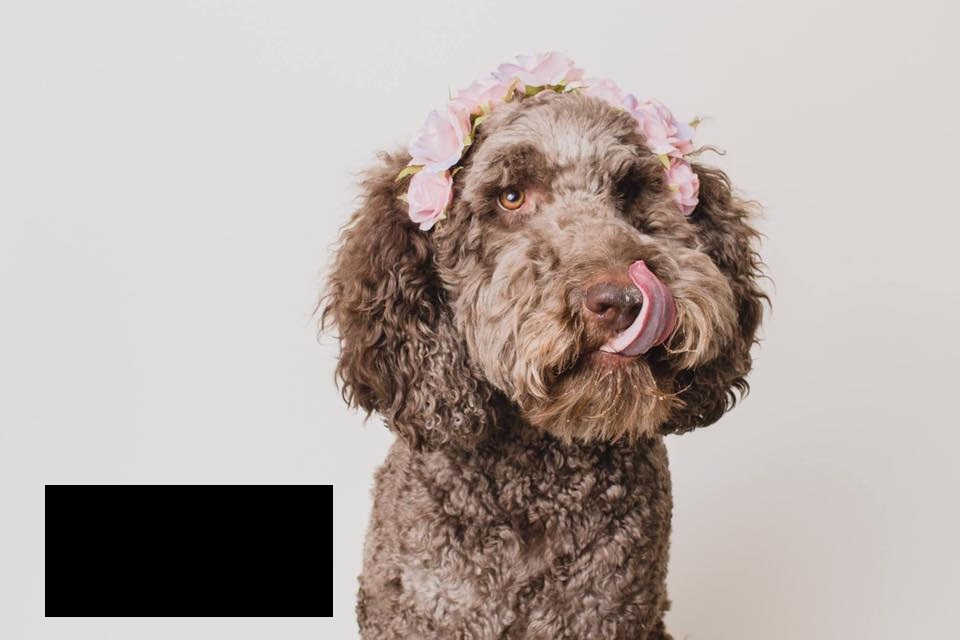 coco.jpg.603a658038cdc38b5019a118649dd515.jpg