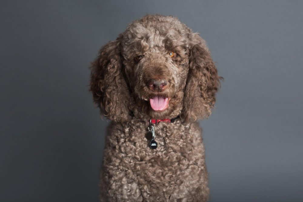 coco2.thumb.jpg.3663001296e5c017aa1fc7d096c3db16.jpg