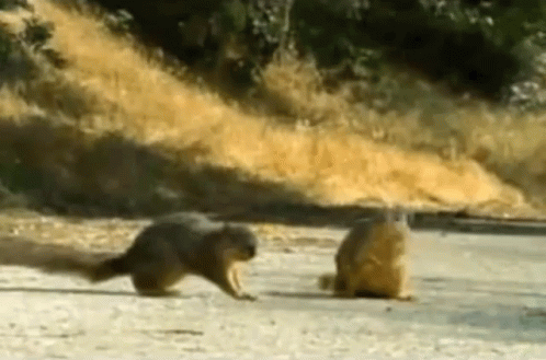 squirrel-gimme-five.gif.9cb68a8679408587801454b17127b784.gif