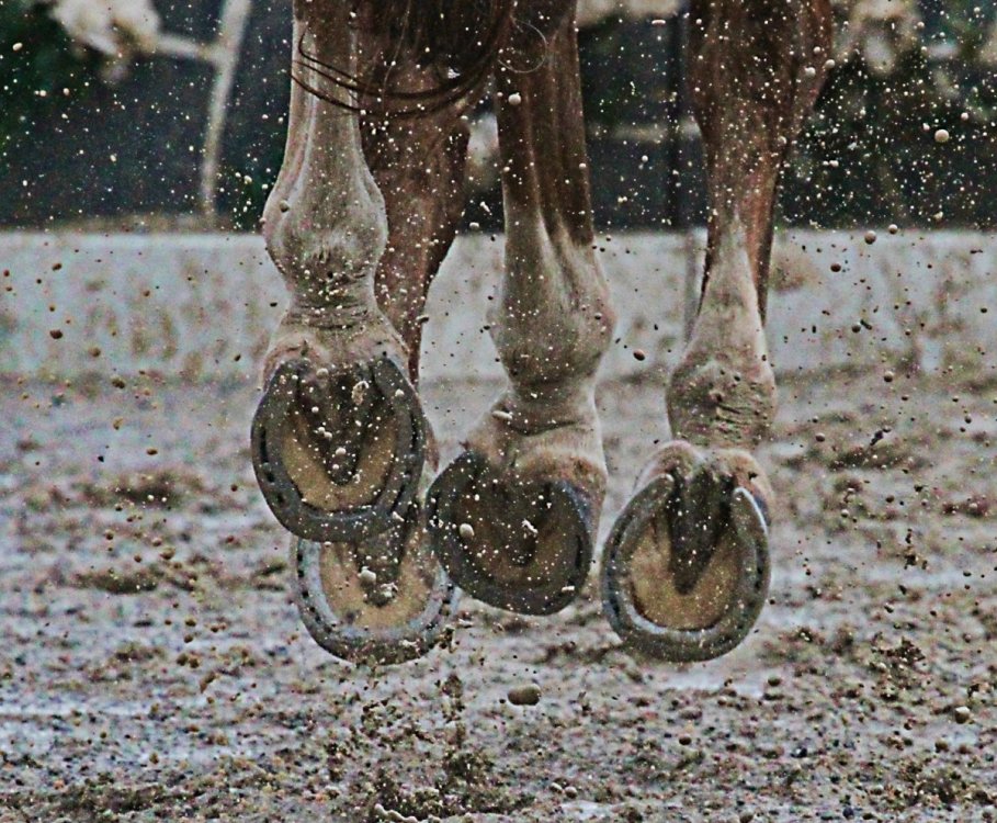 ten-hoof-care-tips-to-help-keep-your-horses-hooves-healthy-and-strong-promo-image.thumb.jpg.eec8a783ea24617db78512a5aaa5ed19.jpg