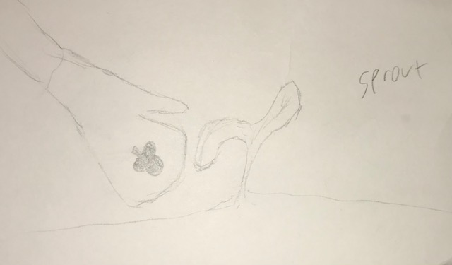 Sprout.jpg.164437ee2fad4e0f1d51074bb69b4141.jpg