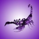Amethyst Scorpion