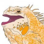 Saffron Iguana