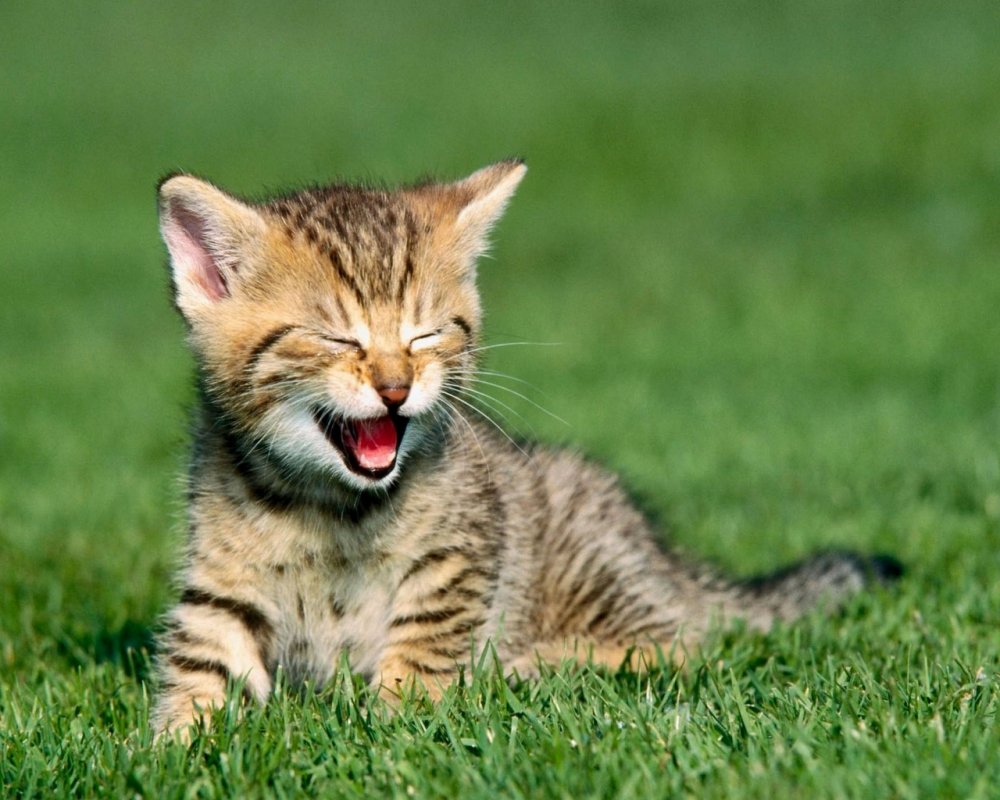 cute kitten