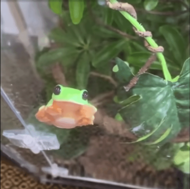 SmartSelect_20220203-134039_Chrome.gif.a821a60dba0de6191b8d7e0632026520.gif