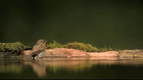 6236715c8ffda_giphy(1).gif.f1d3625f1c0290f1557180e35bc94fe7.gif