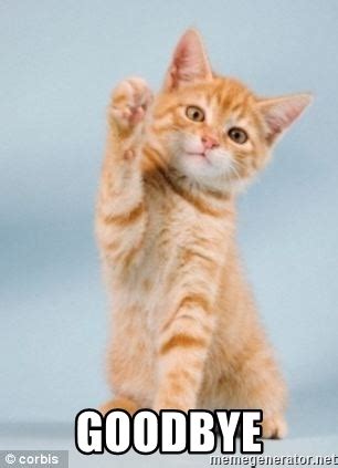 kitten saying goodbye