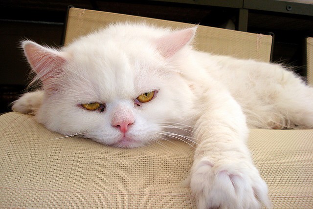 bored-cat.jpg.b2301deb2a965d0331eaab40acbf7b3b.jpg