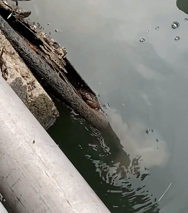 crab.gif.9e030934f047313a9062fcfbc3a49aa9.gif