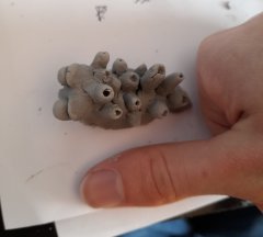 Doomslug (thumb for scale)